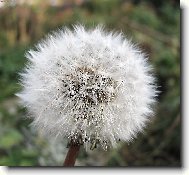 Taraxacum officinale