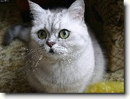 British Shorthair \\\\\(Cat\\\\\)