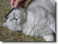 British Shorthair \\\\\(Cat\\\\\)