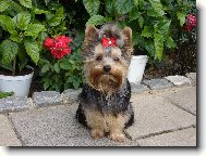 Jorkrsk terier, Yorkshire Terrier,