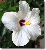 Hibiscus rosa-sinensis