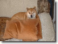 Shiba Inu