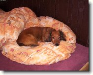 Dachshund