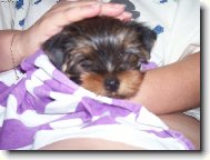 Jorkrsk terier, Yorkshire Terrier,