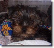 Jorkrsk terier, Yorkshire Terrier,