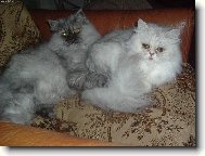 Persian cat