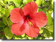 Hibiscus rosa-sinensis