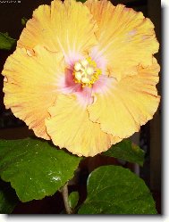 Hibiscus rosa-sinensis