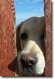 Labrador Retriever