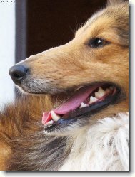 Shetland Sheepdog