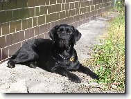 Labrador Retriever