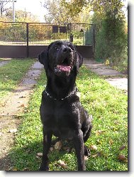 Labrador Retriever