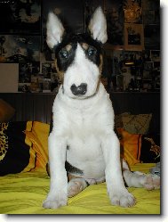 Bull Terrier