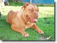 Dogue de Bordeaux