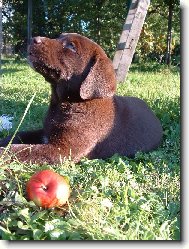 Labrador Retriever