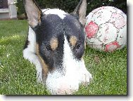 Bull Terrier