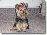 Jorkrsk terier, Yorkshire Terrier,