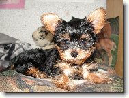 Jorkrsk terier, Yorkshire Terrier,