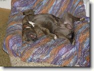 American Staffordshire Terrier