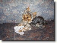 Jorkrsk terier, Yorkshire Terrier,