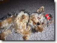 Jorkrsk terier, Yorkshire Terrier,