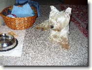 West highland white terrier \\\\\(Dog standard\\\\\)