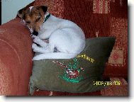 Jack Russell Terrier