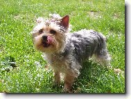 Jorkrsk terier, Yorkshire Terrier,