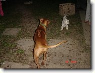 Rhodesian Ridgeback