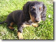 Dachshund