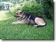 German Shepherd Dog