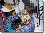 Jorkrsk terier, Yorkshire Terrier,