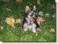 Jorkrsk terier, Yorkshire Terrier,