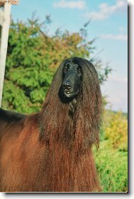 Afghan Hound