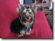 Jorkrsk terier, Yorkshire Terrier,