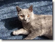 Blue-point cat