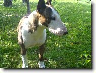 Bull Terrier