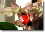 Clerodendrum