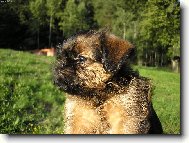 Griffon belge, Belgian Griffon