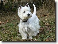 West highland white terrier \\\\\(Dog standard\\\\\)