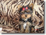 Jorkrsk terier, Yorkshire Terrier,