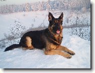 German shepherd dog \\\\\\\\\\\\\\\\\\\\\(Dog standard\\\\\\\\\\\\\\\\\\\\\)