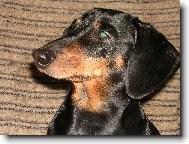 Dachshund