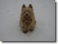 West highland white terrier \\\\\(Dog standard\\\\\)