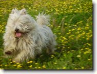 West Highland White Terrier