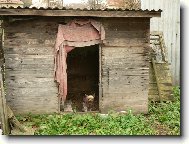 Jorkrsk terier, Yorkshire Terrier,