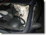 Berger Blanc Suisse, White Swiss Shepherd Dog