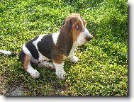 Basset Hound