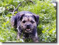 Border Terrier