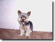 Jorkrsk terier, Yorkshire Terrier,